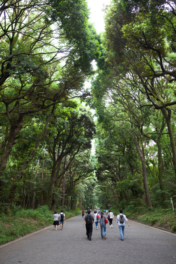 The beautiful forest right outside the Shinto temple