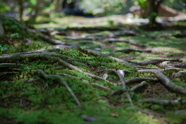 This beautiful moss(?) covered most of the grounds of Honen-in